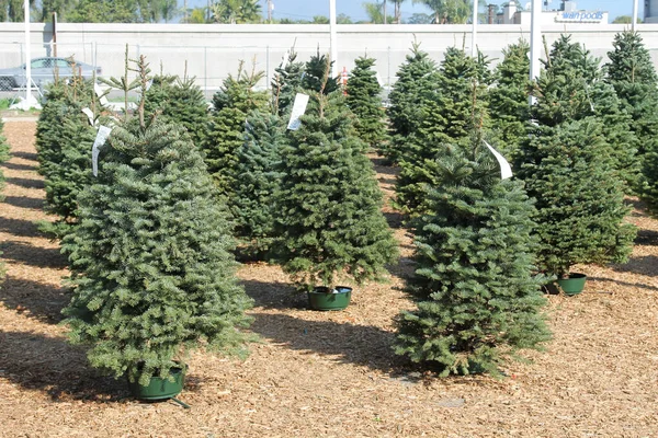 Noel ağacı. Noel Ağacı Çiftliği 'nde satılık Noel Ağaçları. Her Noel tatilinde insanlar Noel partileri için evlerinde bir çam ağacı satın alırlar. Tatil eğlencelidir..