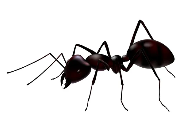 Illustration vectorielle de fourmi — Photo