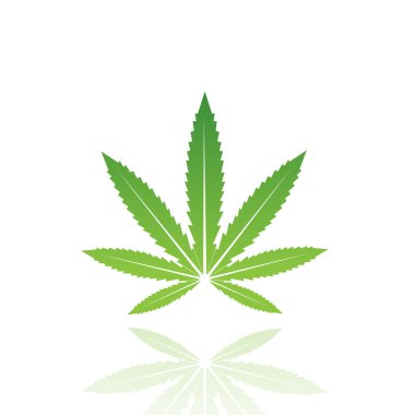 Yeşil canabis yaprak