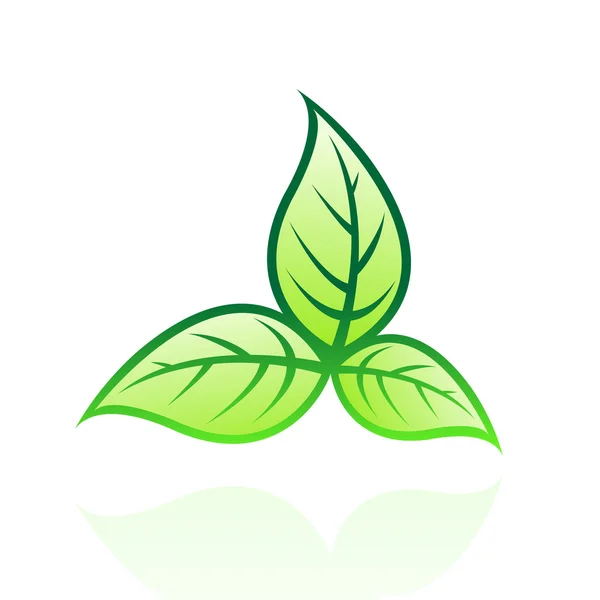 광택 있는 잎 2 — 스톡 사진