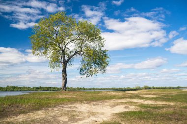 Yazın mavi gökyüzüne karşı nehir kıyısında bir ağaç. 