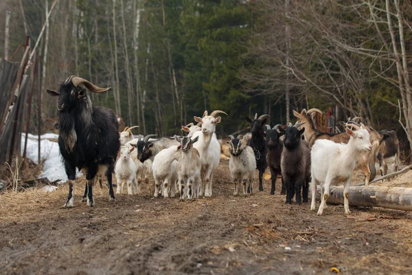 Rebanho Cabras Domésticas Exploração Agrícola Casa — Fotografia de Stock