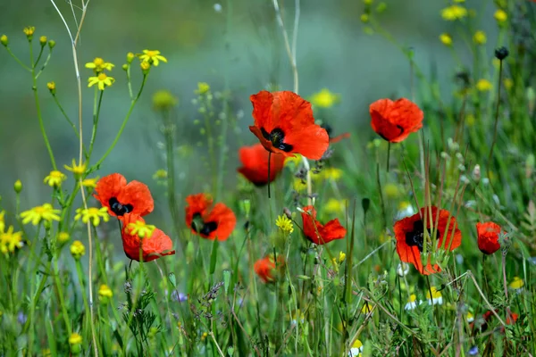 Ein Schönes Foto Von Wilden Tulpen Kann Ein Toller Hintergrund — Stockfoto