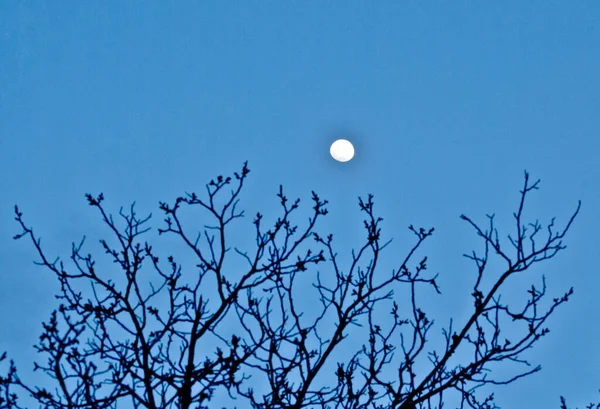 Dry Branches Tree You Can See Blue Sky Bright Moon — Stock Photo, Image