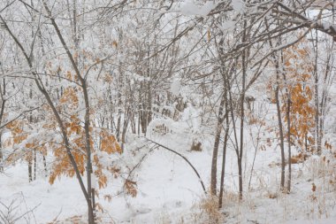 İlk kar hala paketlenmemiş akasya yapraklarının üzerine düştü. Sarı ve beyaz ilginç bir kombinasyon elde edildi..