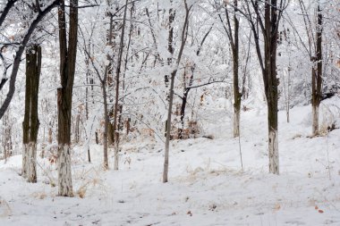 Koyu akasya yuvaları ilk karın arka planında ilginç bir ritim yaratır.