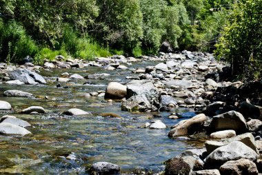 Yazın, hızlı bir dağ deresi olan nehir yatağında, nehrin her iki kıyısındaki ön plandaki ağaçlarda taşlar görülebilir.