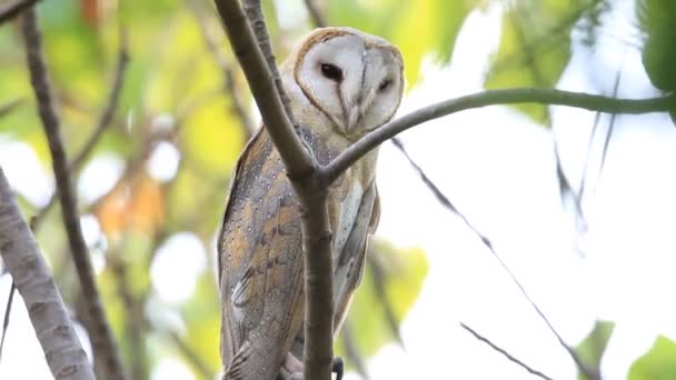 Barn owl posado y mirando a su alrededor — Vídeos de Stock