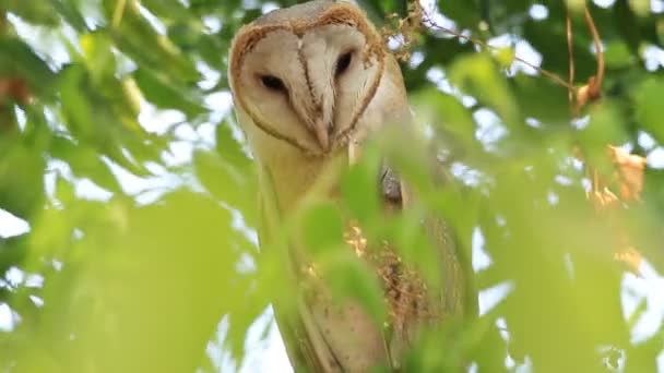 Barn owl posado y mirando a su alrededor — Vídeos de Stock