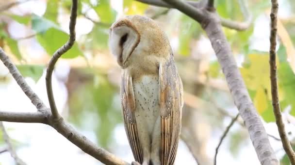 Barn owl posado y mirando a su alrededor — Vídeo de stock