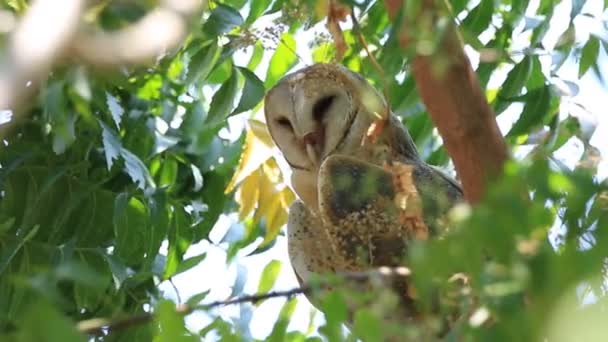 Barn owl posado y mirando a su alrededor — Vídeo de stock