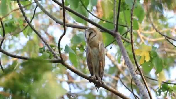 Hibou des clochers perché et regardant autour — Video