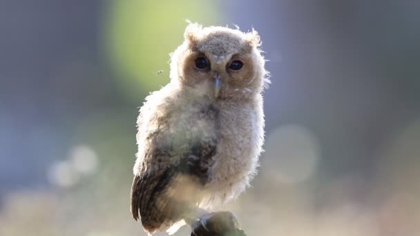 Bebé de collared scops owl — Vídeos de Stock