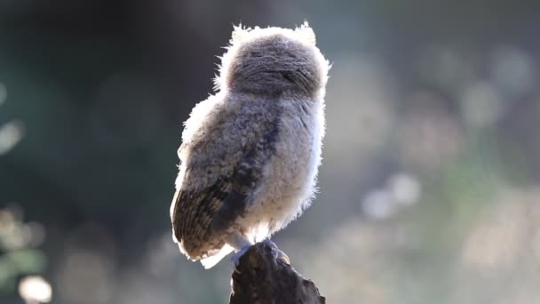 Bebé de collared scops owl — Vídeo de stock