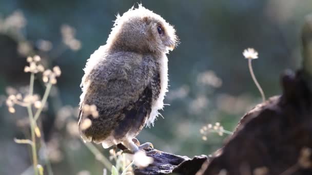 Bebek yakalı İshak baykuş — Stok video