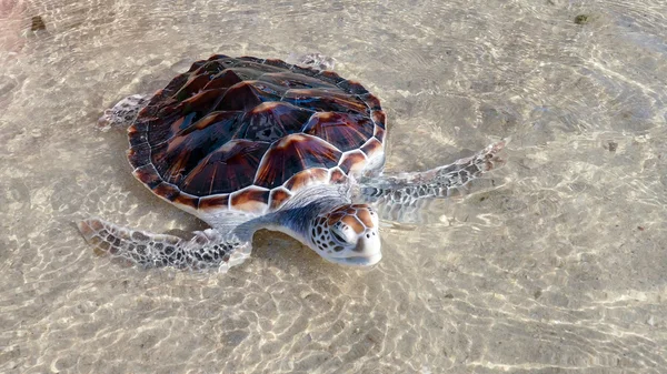 Uwolnienie żółw — Zdjęcie stockowe