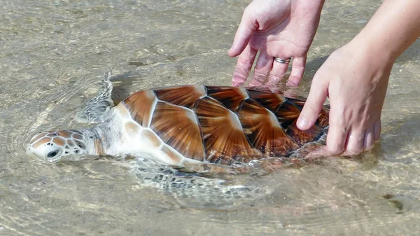 Αποδέσμευση θαλάσσιας χελώνας — Φωτογραφία Αρχείου