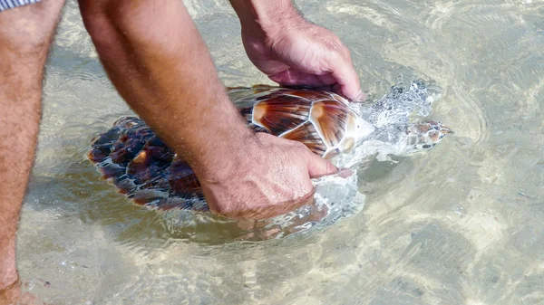 Deniz kaplumbağası yayın — Stok fotoğraf