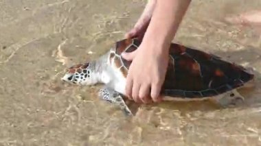 Hawksbill deniz kaplumbağası yayın
