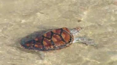 Hawksbill deniz kaplumbağası yayın