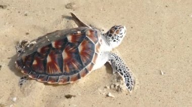 Hawksbill deniz kaplumbağası yayın