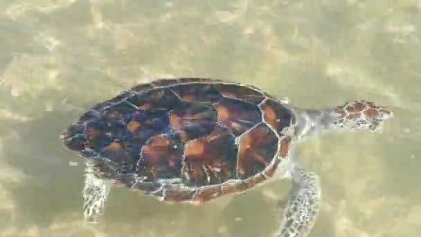 Uwolnienie Żółw szylkretowy — Wideo stockowe