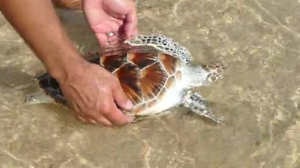 Hawksbill schildpadden release — Stockvideo