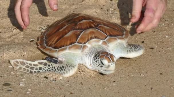 Hawksbill sea turtle release — Stock Video