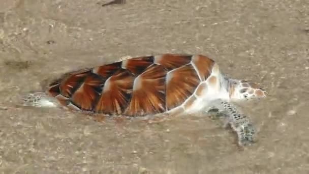 Hawksbill sea turtle release — Stock Video