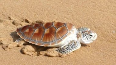 Andaman deniz Phuket Tayland kaplumbağa yayın festivaller düzenlenir