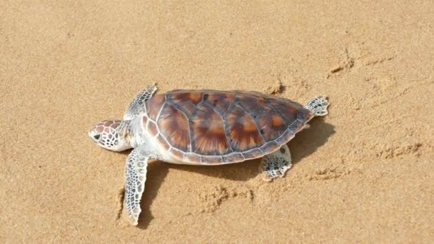 Turtle release festivaler anordnas i Andaman havet i Phuket Thailand — Stockvideo