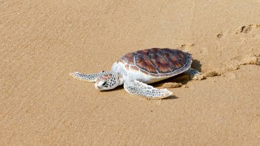 Kaplumbağa yayın festival özgürlük için tarama