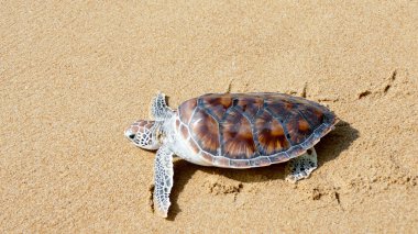 Kaplumbağa yayın festival özgürlük için tarama