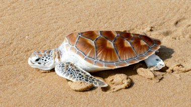 Kaplumbağa yayın festival özgürlük için tarama