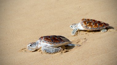 Kaplumbağa yayın festival özgürlük için tarama
