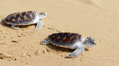 Kaplumbağa yayın festival özgürlük için tarama