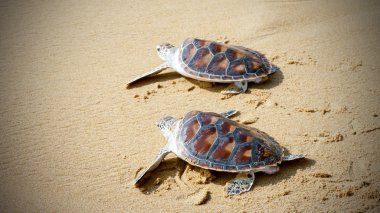 Kaplumbağa yayın festival özgürlük için tarama