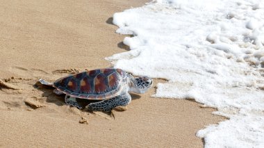 Kaplumbağa yayın festival özgürlük için tarama