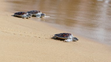 Kaplumbağa yayın festival özgürlük için tarama
