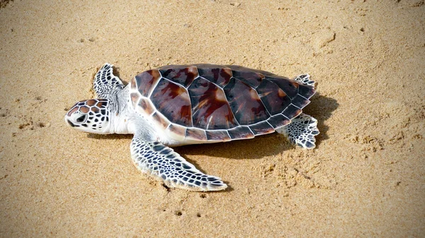 Crawl to freedom in the turtle release festival — Stock Photo, Image