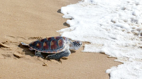 Kaplumbağa yayın festival özgürlük için tarama