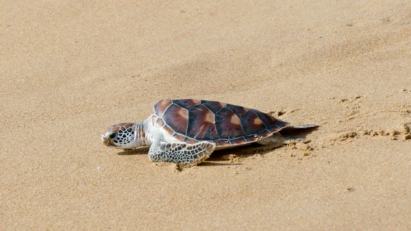 Kaplumbağa yayın festival özgürlük için tarama — Stok fotoğraf