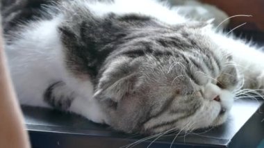 kedi sevgilisi kedi ile oynamak 