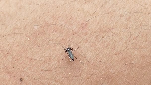 Mosquito sangre chupando en la piel humana — Vídeo de stock