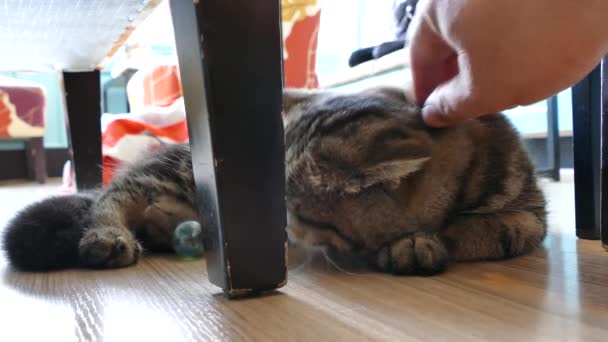 Jugar con gato de el gato amante — Vídeos de Stock