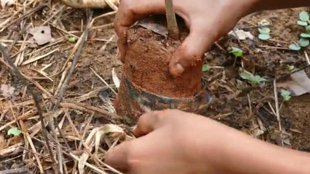 Plantación de árboles en la selva tropical — Vídeo de stock