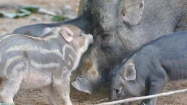 Grup yaban domuzu domuz yavruları 