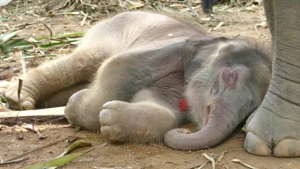 Babyolifant in Thailand — Stockvideo