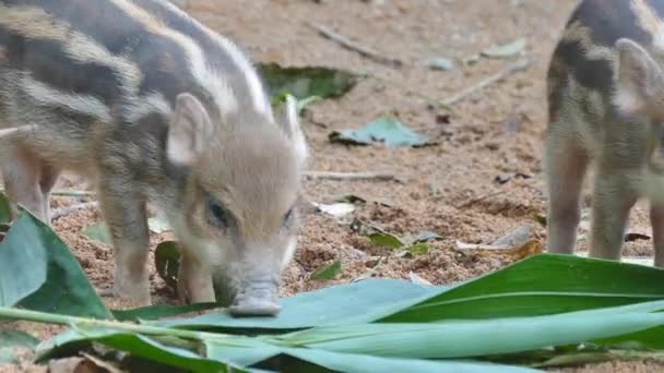 Group of wild boar piglets — Stock Video