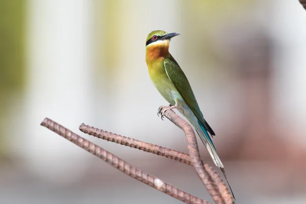 Comedor Abelhas Cauda Azul Merops Philippinus Pássaro Tropical Tailândia — Fotografia de Stock